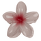 Haarklammer, Magnolia,