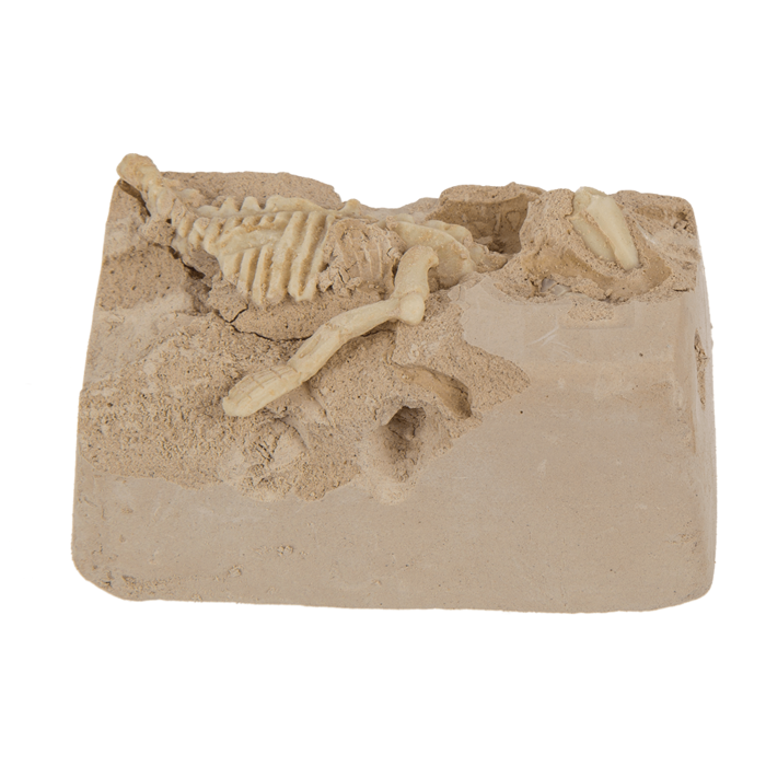 Ausgrabungsset, Dinosaurier Skelett, ca. 4 x 8 cm,