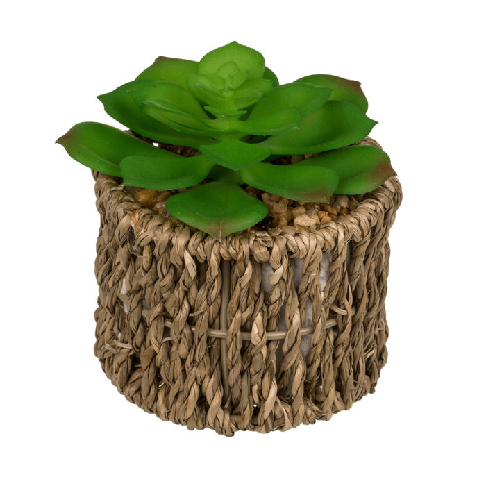 Deko-Sukkulente im Seegrass-Topf,