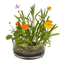 Dosenblume, Blumenwiese,