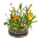 Dosenblume, Blumenwiese,
