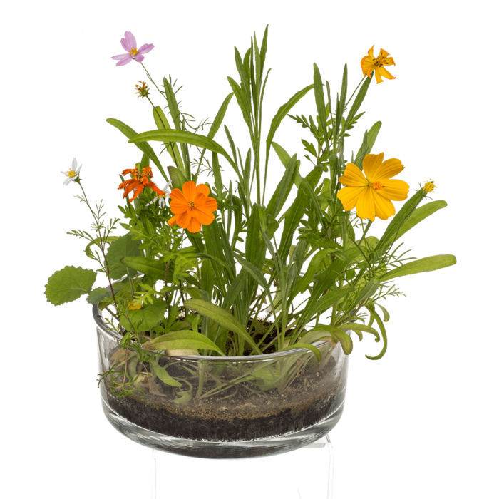 Dosenblume, Blumenwiese,