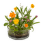 Dosenblume, Blumenwiese,