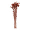 Phalaris Bund, braun, ca.100g, 75cml