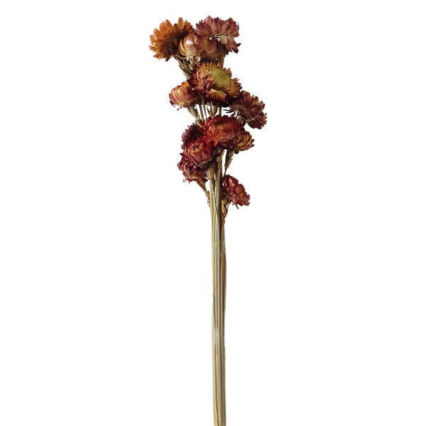 Chrysantheme Bund, rotorange, 12er Bund, ca.55cmL