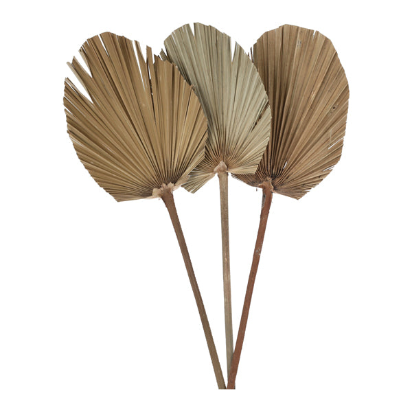 Trockenblume Palm Blatt, oval, 3er Bund, L, ca.50-60cmL