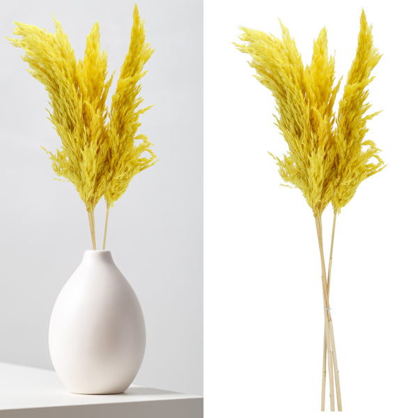 Pampasgras, gelb, 3er Bund, ca.90-100cmL