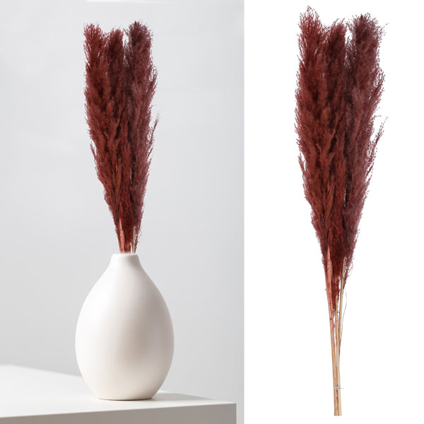 Pampasgras, braun, 3er Bund, ca.100-115cmL