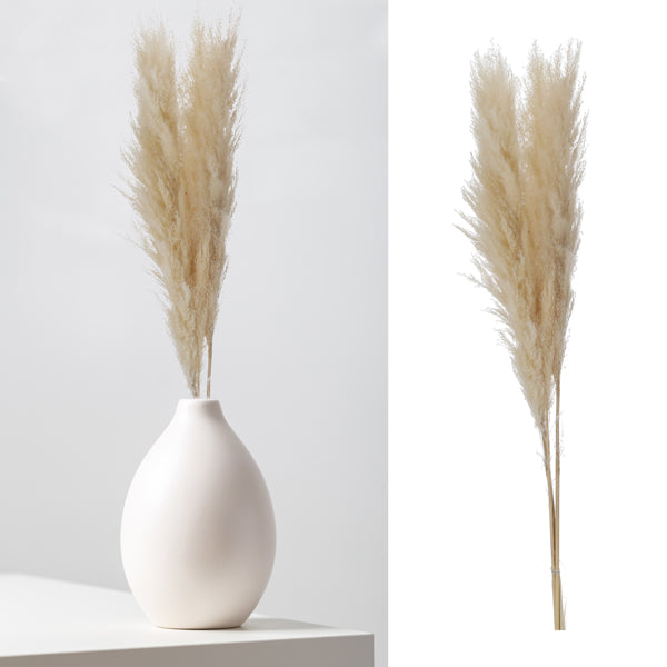 Pampasgras, cream, 3er Bund, ca.100-115cmL