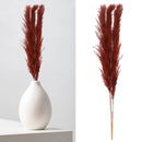 Pampasgras, braun, 3er Bund, ca.140-160cmL