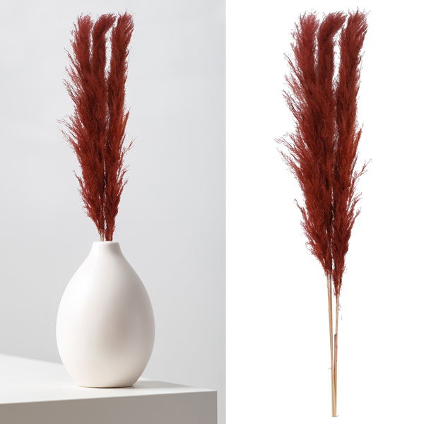 Pampasgras, braun, 3er Bund, ca.140-160cmL