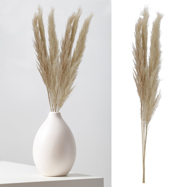 Pampasgras, cream, 3er Bund, ca.140-160cmL