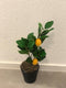 Kunstpflanze Zitronenbaum, 48cmH