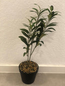 Kunstpflanze Olivenbaum, klein, 45cmH