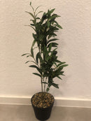 Kunstpflanze Olivenbaum, groß, 70cmH