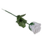 Weiße Rose mit farbwechselnder LED