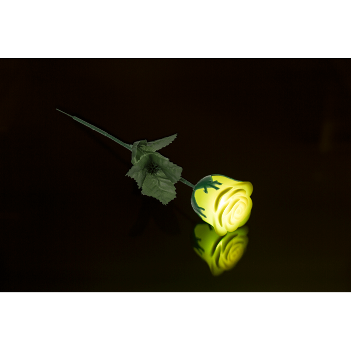 Weiße Rose mit farbwechselnder LED