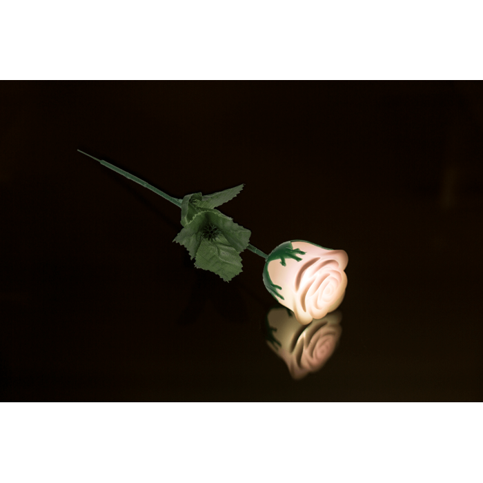 Weiße Rose mit farbwechselnder LED