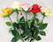 Rose offene Blüte 68cm extralang,5 Farben sort.