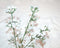 Schleierkraut m. 60 Blüten, 3 Zweigen ca. 50cm