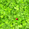 Tissue servietten-Clover Background with Ladybug