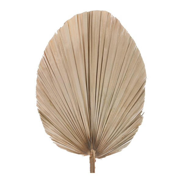 Trockenblume Palm Blatt, oval, 30-40cmD, ca.60cmL