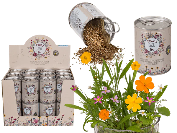 Dosenblume, Blumenwiese,